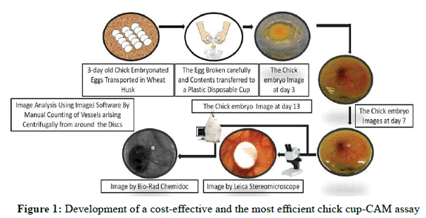 Chemical-Pharmaceutical-efficient