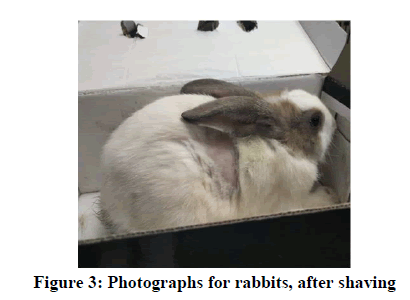 Pharmaceutical-Research-rabbits