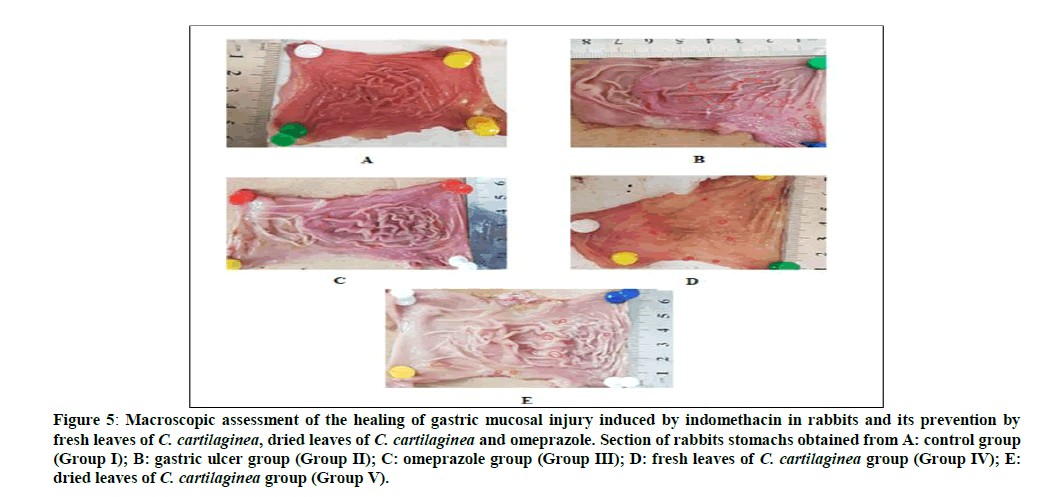 chemical-pharmaceutical-gastric