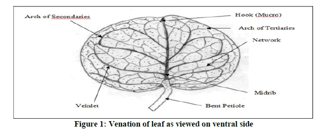 chemical-pharmaceutical-ventral