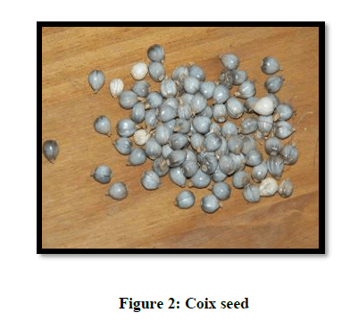 Chemical-Pharmaceutical-seed