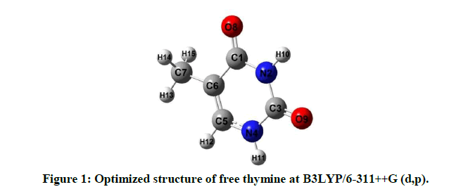 Pharmaceutical-Research-thymine