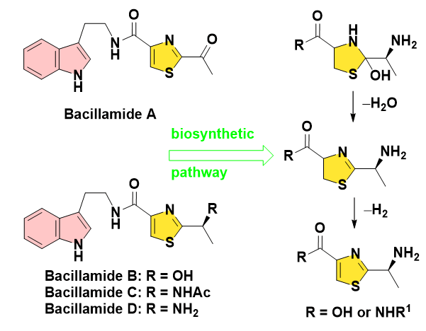 jocpr-pathway